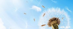 关于蒲公英花的比喻句 蒲公英的比喻句