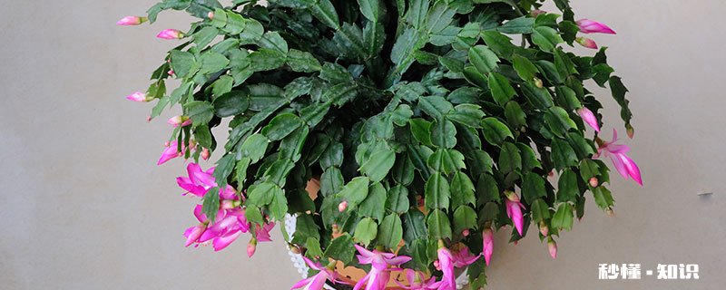 蟹爪兰的花语 蟹爪兰的花语是什么