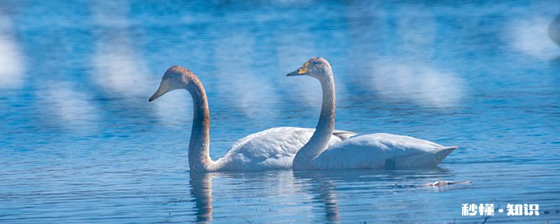 天鹅会飞吗还是会游泳 天鹅会飞吗