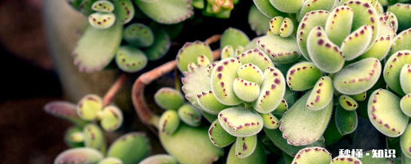 多肉熊童子怎么养才长得好 养护多肉熊童子窍门