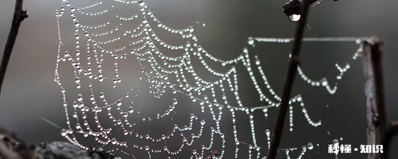 蜘蛛织的网会网住蜘蛛吗 蜘蛛织的网会不会网住蜘蛛