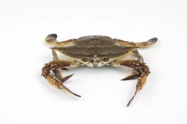 梭子蟹不能和什么一起吃 梭子蟹不能与什么同食