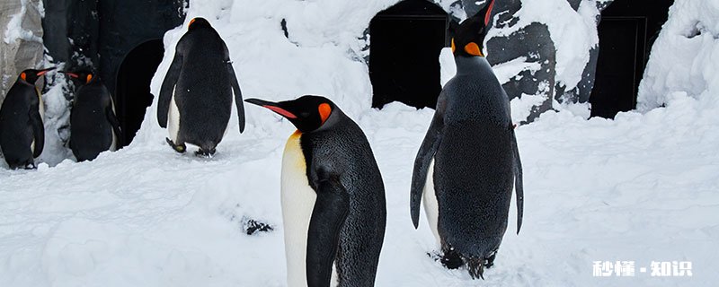 企鹅属于什么动物 企鹅属于哪一类动物