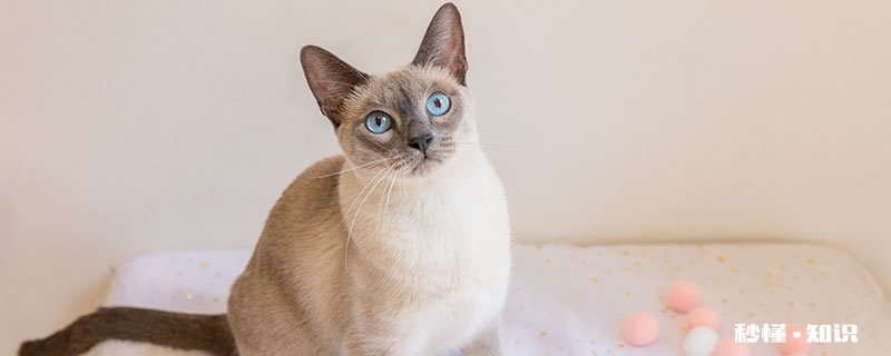 关于猫的谜语 关于猫的谜语有哪些