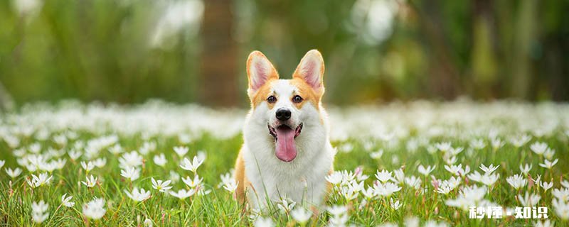 关于如何选柯基 如何选柯基