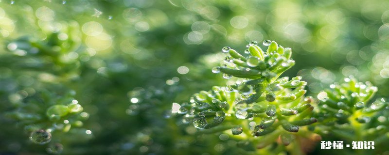 节气雨水是什么意思 节气雨水的简介