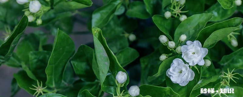 家里养什么花不怕晒 哪些花适合养在家里