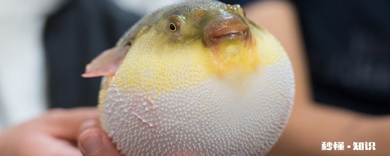 河豚属于什么动物 河豚属于什么类动物