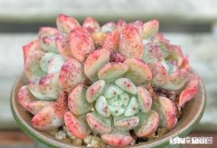 多肉植物雪爪好不好养如何才能养好