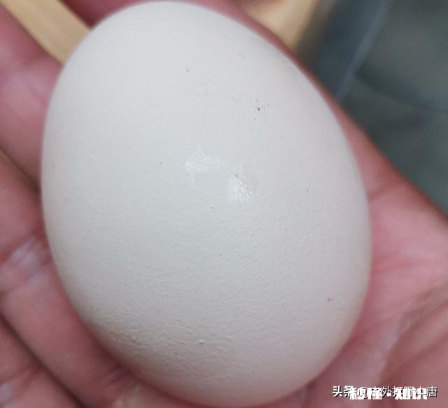 小贩叫卖：农村散养新鲜土鸡蛋十块钱一板，难道土鸡蛋不值钱吗