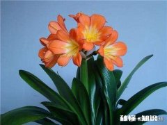 为什么每次浇完水君子兰的底叶会发黄