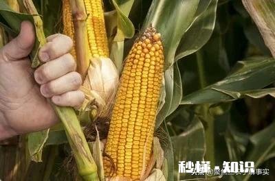 登海来玉317在山东表现怎样