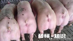 一般的猪肉与土猪肉有什么区别