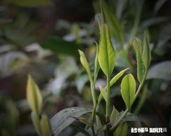 唐代茶人是如何蒸青制茶的