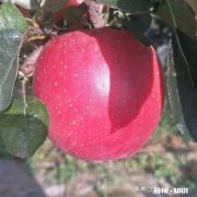 鲁丽适合什么树形