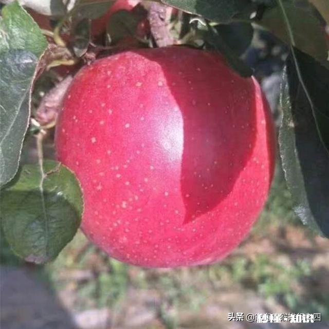 鲁丽适合什么树形