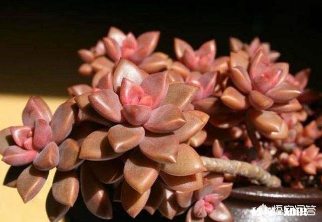 请问多肉植物铭月和姬胧月怎样区分