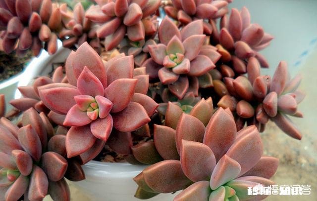 请问多肉植物铭月和姬胧月怎样区分