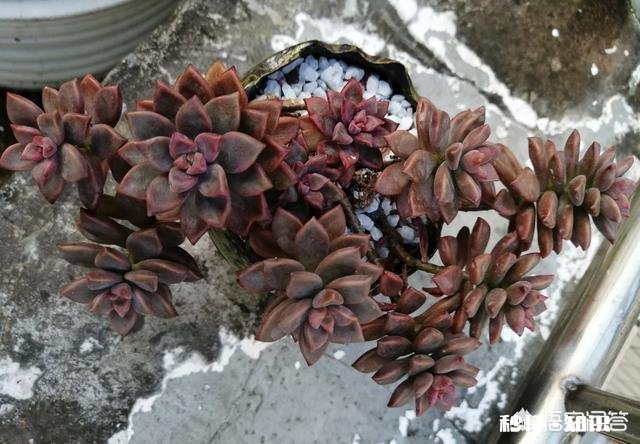 请问多肉植物铭月和姬胧月怎样区分