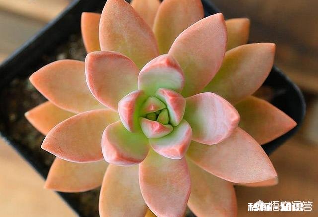 请问多肉植物铭月和姬胧月怎样区分