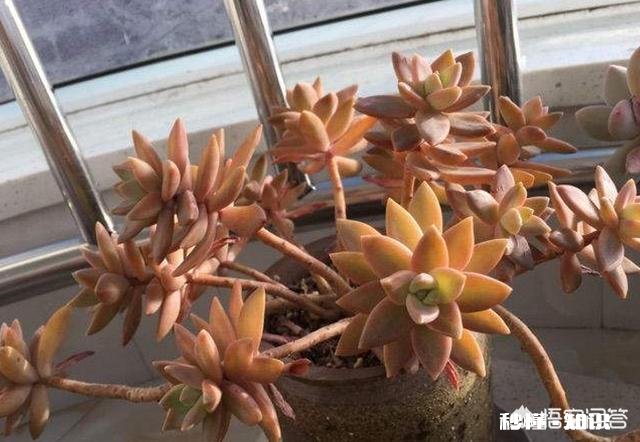 请问多肉植物铭月和姬胧月怎样区分