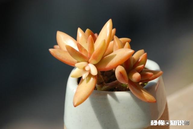 请问多肉植物铭月和姬胧月怎样区分