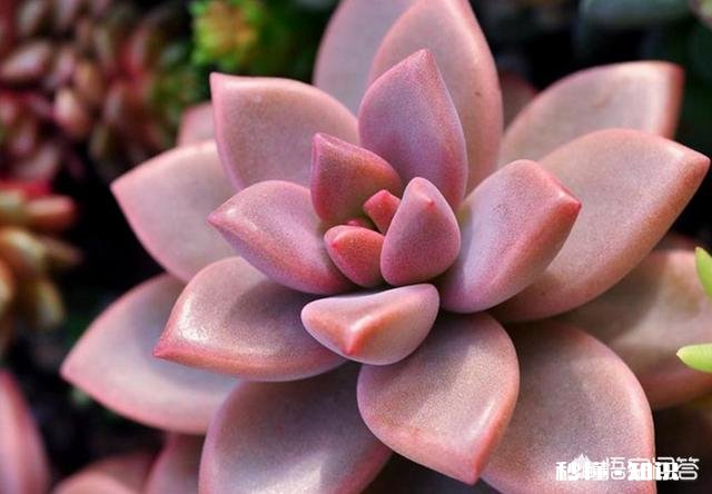 请问多肉植物铭月和姬胧月怎样区分