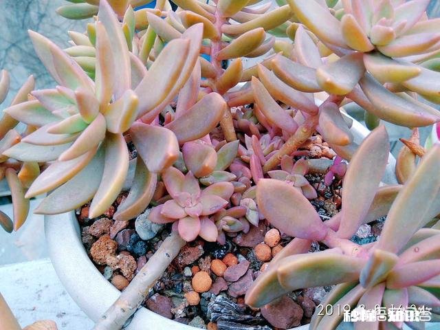 请问多肉植物铭月和姬胧月怎样区分