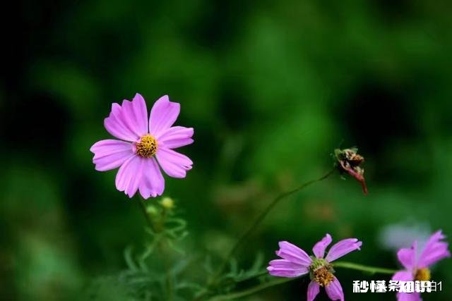 “白酒一斤半，啤酒随便灌”，你觉得山东人酒量怎么样