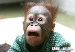 “白酒一斤半，啤酒随便灌”，你觉得山东人酒量怎么样