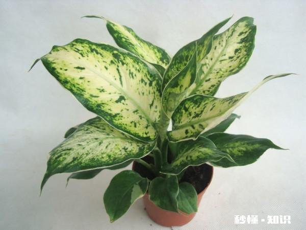 花叶万年青怎样盆栽和管理