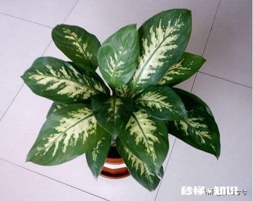 花叶万年青怎样盆栽和管理