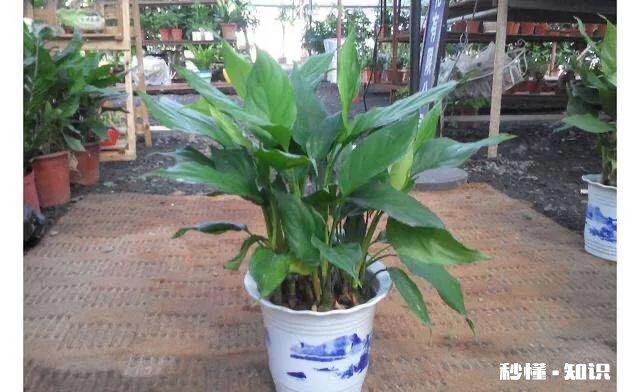 花叶万年青怎样盆栽和管理