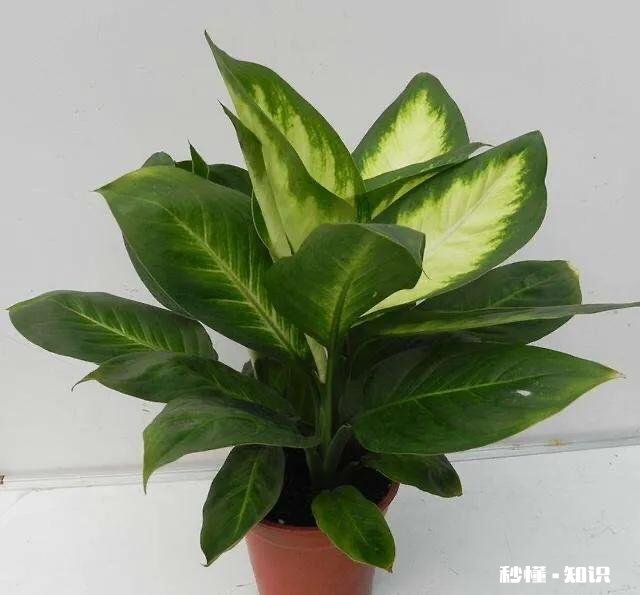 花叶万年青怎样盆栽和管理