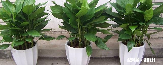 花叶万年青怎样盆栽和管理