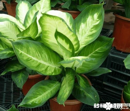 花叶万年青怎样盆栽和管理