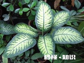 花叶万年青怎样盆栽和管理