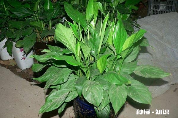 花叶万年青怎样盆栽和管理