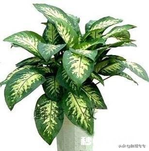 花叶万年青怎样盆栽和管理