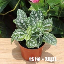 花叶万年青怎样盆栽和管理