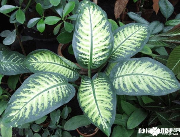 花叶万年青怎样盆栽和管理