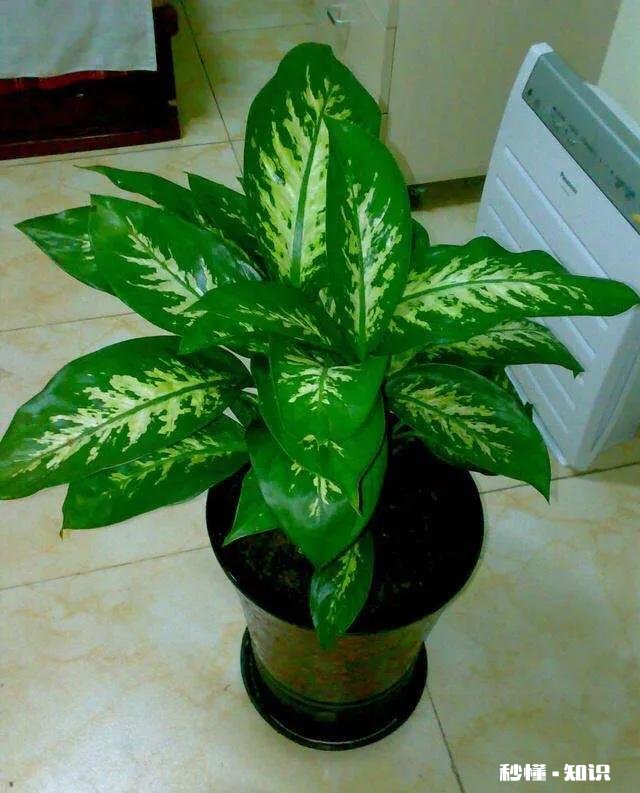 花叶万年青怎样盆栽和管理