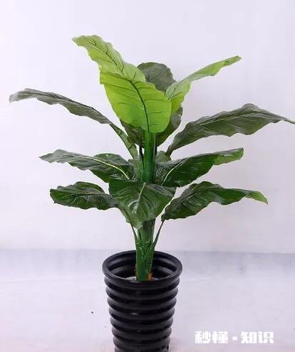 花叶万年青怎样盆栽和管理