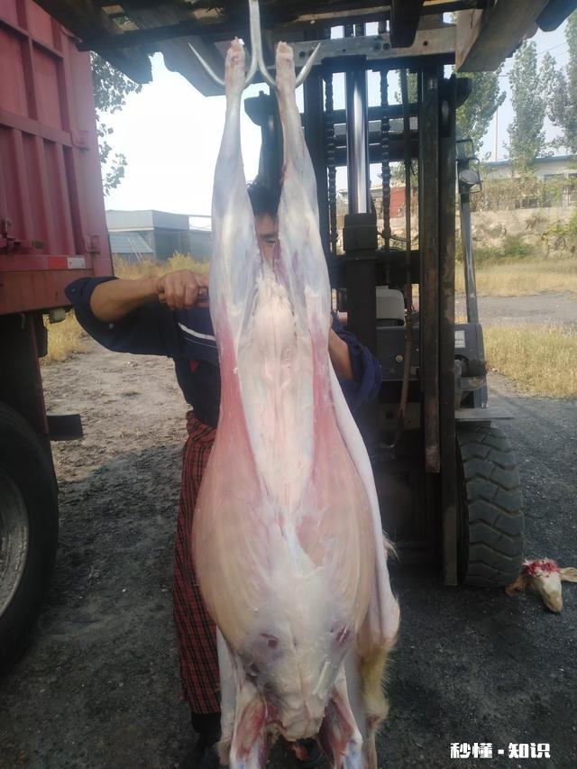 为什么现在猪价跌了，猪肉不好吃了呢有股骚味