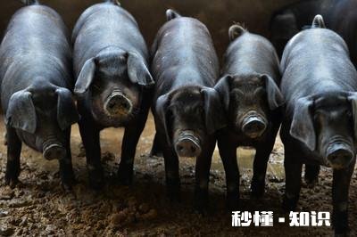 为什么现在猪价跌了，猪肉不好吃了呢有股骚味