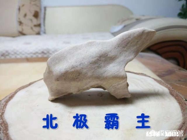 为什么有很多人喜欢普京,他究竟有怎样的魅力