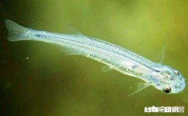 自然界中有什么吸血为生的生物