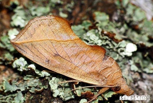 自然界中有什么吸血为生的生物
