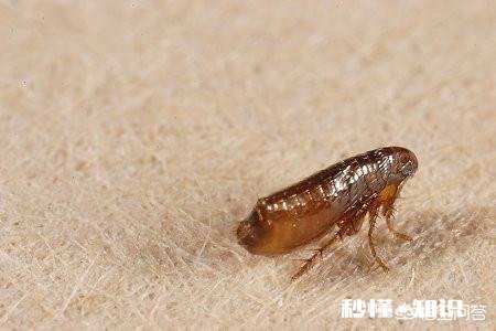自然界中有什么吸血为生的生物