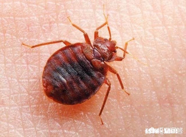 自然界中有什么吸血为生的生物